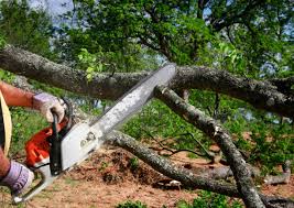 Best Fruit Tree Pruning  in Bertville, AL